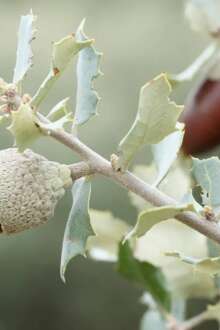 Carrazeda de Ansiães convida famílias a plantar azinheiras em caminhada pela natureza
